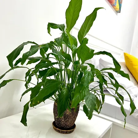 Osapart Comfortable In A Complex Great Britain Apartment Lviv