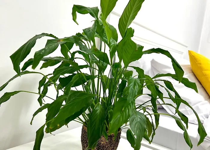 Osapart Comfortable In A Complex Great Britain Апартаменты Львов