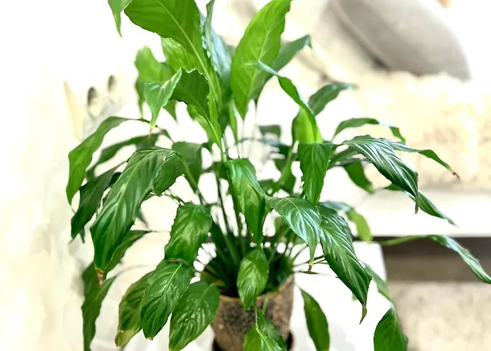 Osapart Comfortable In A Complex Great Britain