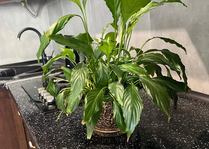 Osapart Comfortable In A Complex Great Britain Апартаменты