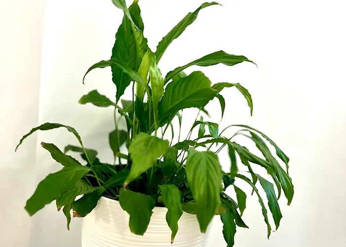 Apartman Osapart Comfortable In A Complex Great Britain Lviv